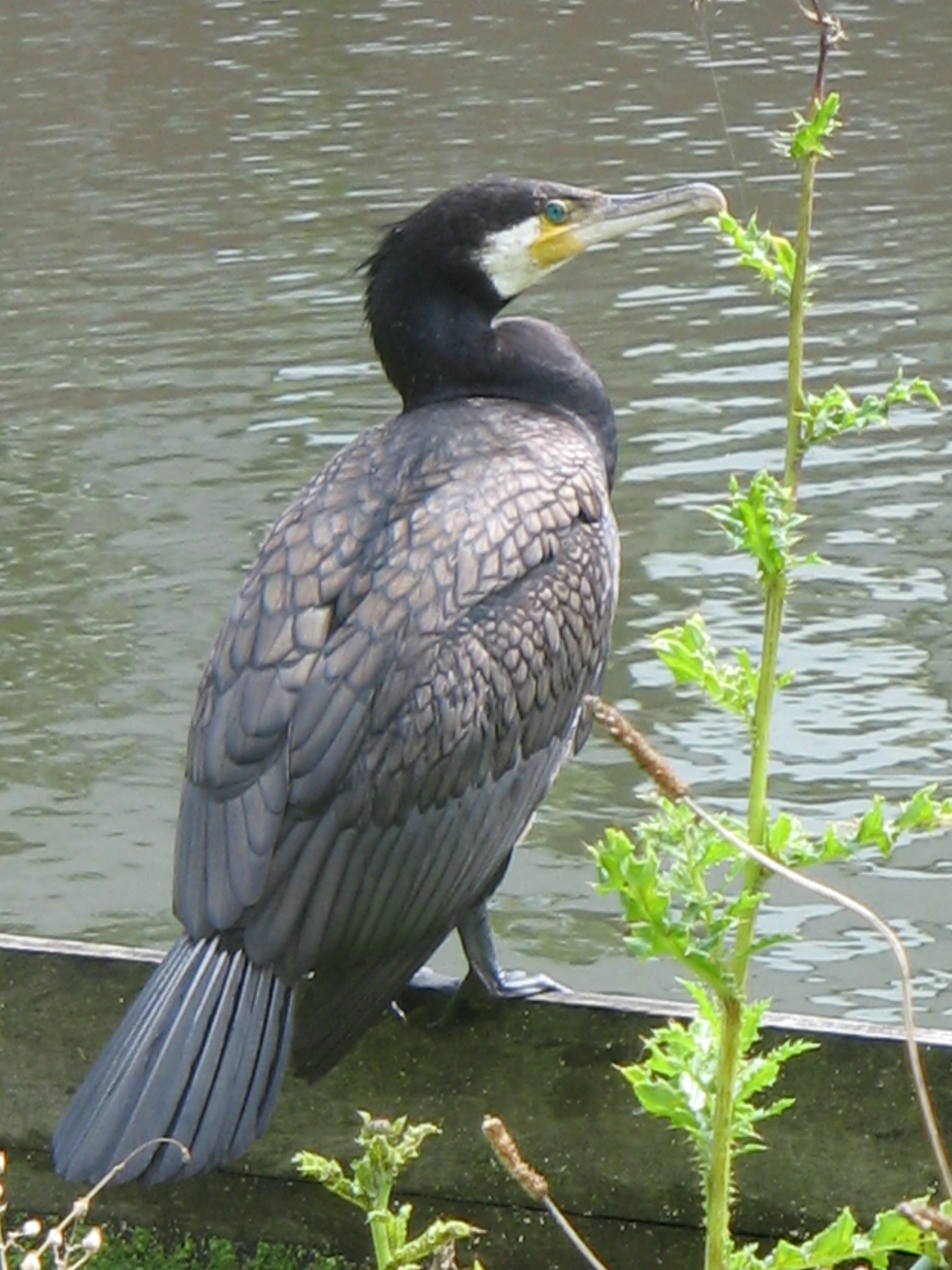 kormoran czarny