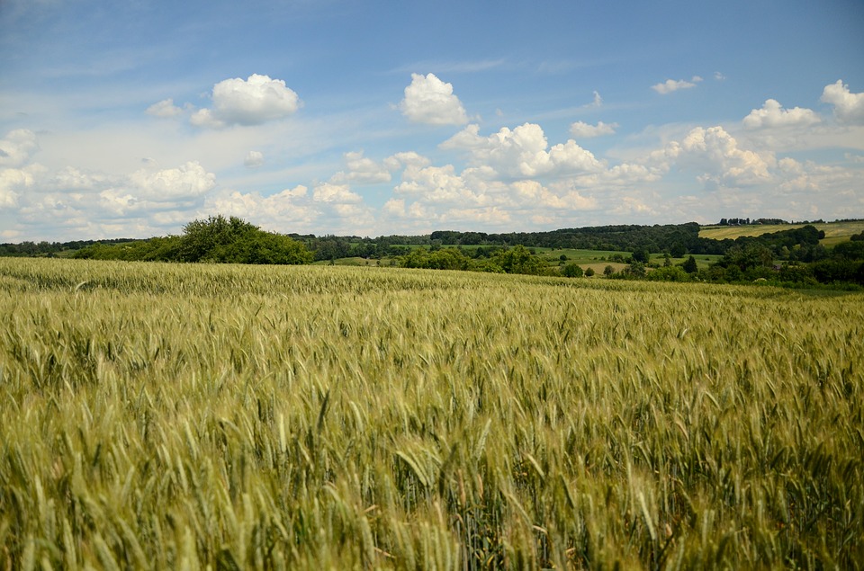 pszenżyto