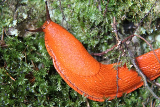 snail large orange macro close up crawling grass plants 1139491