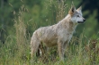 KRIR występuje do Pezes RM w sprawie zagrożenia powodowanego przez wilki