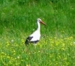 Inwestycje w gospodarstwach położonych na obszarach Natura 2000