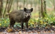 Samorząd rolniczy na temat budowy zapory zapobiegającej migracji dzików